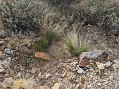 Aristida adscensionis