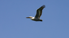 Pelecanus crispus