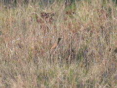 Alauda arvensis