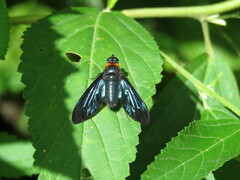 Cyananthrax cyanopterus
