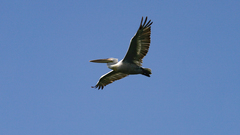 Pelecanus crispus