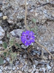 Mirabilis laevis