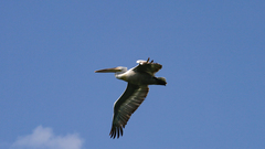 Pelecanus crispus