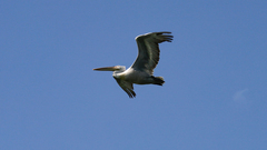 Pelecanus crispus