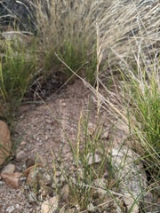 Aristida adscensionis
