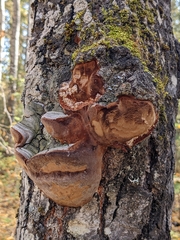 Phellinus