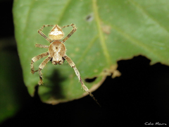 Eriophora edax