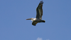 Pelecanus crispus