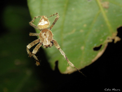 Eriophora edax