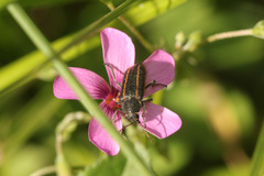 Astylus quadrilineatus