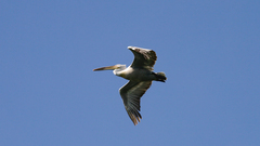 Pelecanus crispus