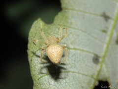 Eriophora edax