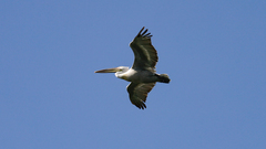 Pelecanus crispus
