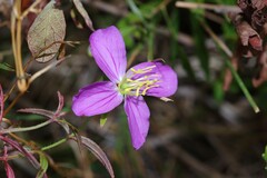 Rhexia nashii