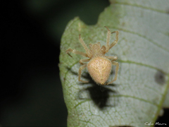 Eriophora edax