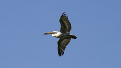Pelecanus crispus