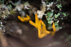 Calocera furcata
