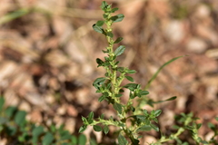 Amaranthus