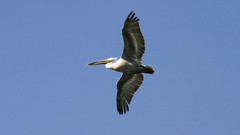 Pelecanus crispus