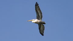 Pelecanus crispus