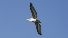 Pelecanus crispus