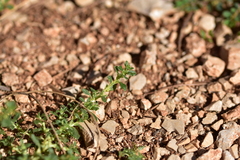 Amaranthus