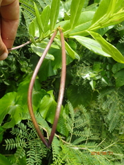 Pentalinon luteum