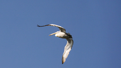 Pelecanus crispus