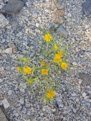 Pectis papposa papposa