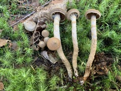 Cortinarius angelesianus