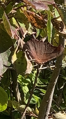 Polygonia interrogationis