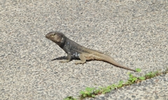 Gallotia galloti