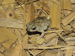 Rhinella granulosa