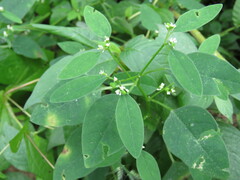 Euphorbia graminea