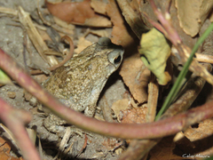 Rhinella granulosa