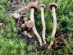 Cortinarius angelesianus