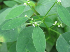 Euphorbia graminea