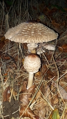 Rhacodium