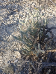 Cylindropuntia ramosissima