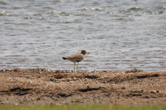 Vanellus senegallus