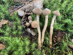 Cortinarius angelesianus