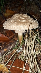 Rhacodium