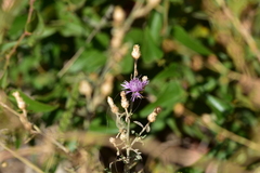Centaurea glaberrima divergens