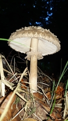 Rhacodium