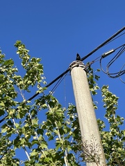 Sturnus vulgaris