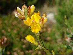Genista tridentata