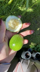 Passiflora edulis