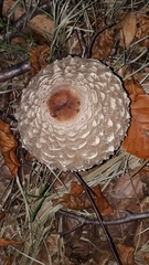 Rhacodium