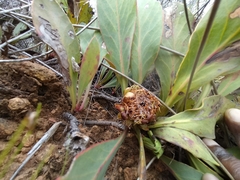 Protea acaulos