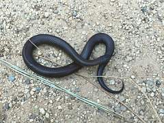 Duberria lutrix
